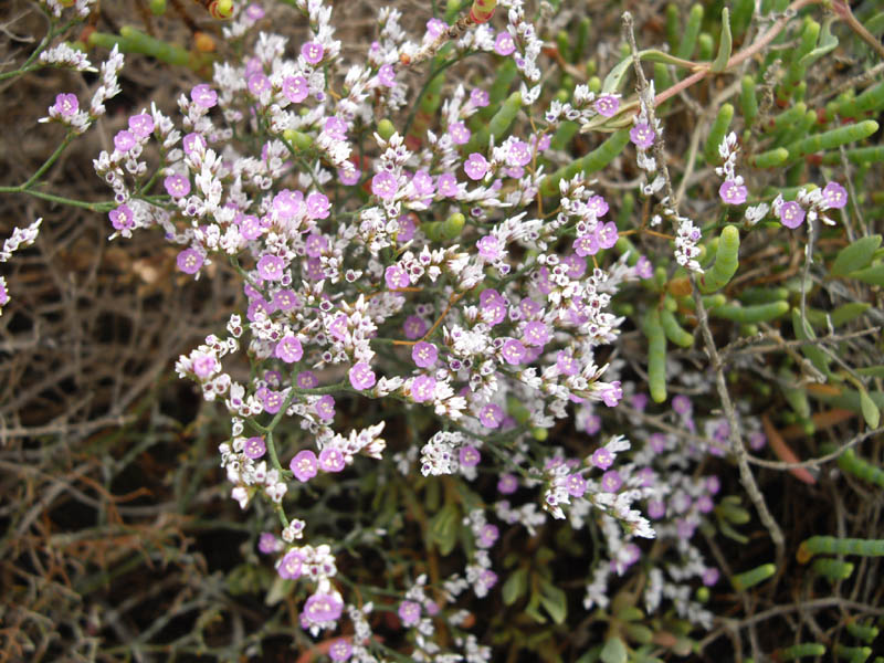Limonium sp photo